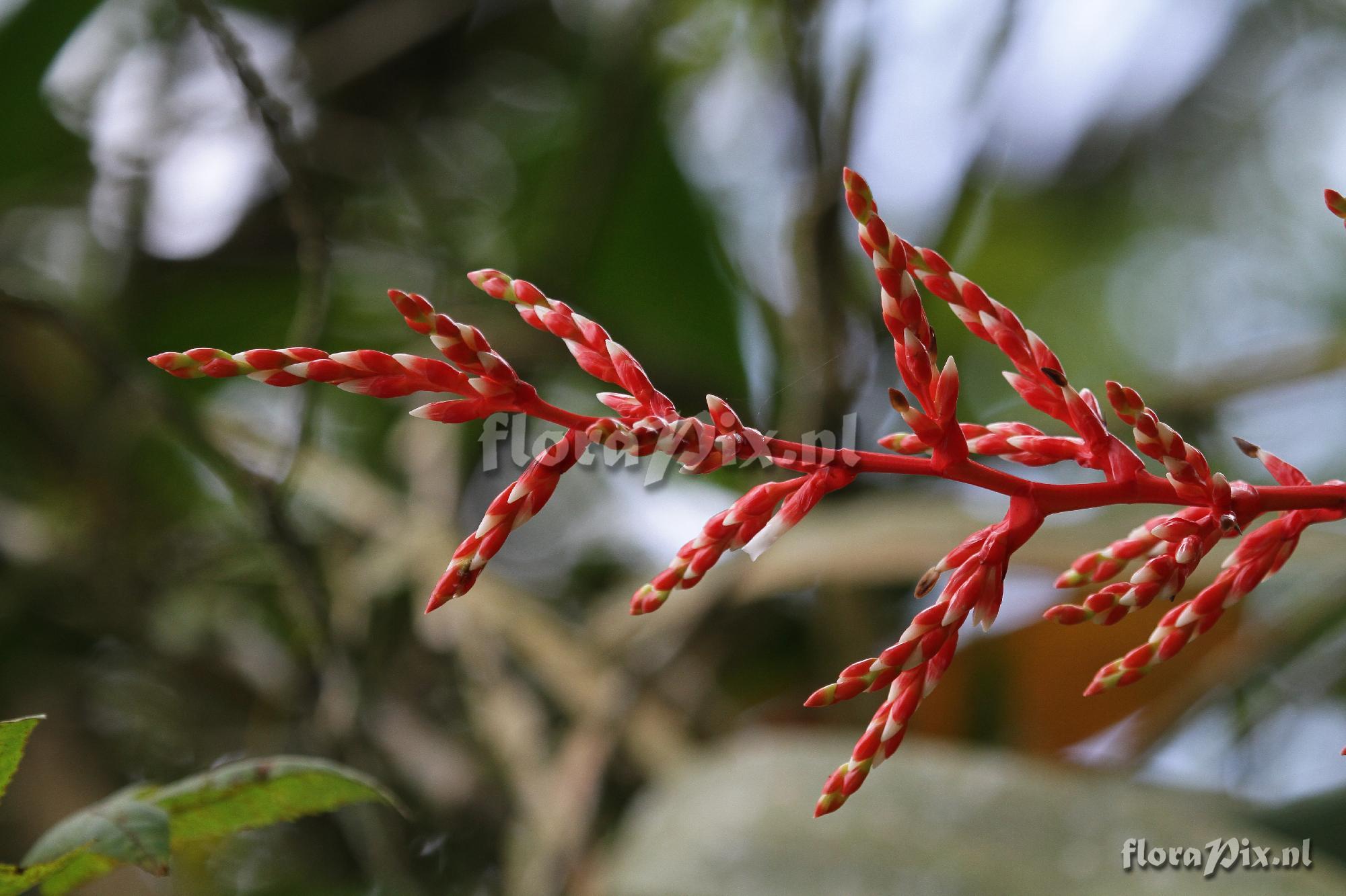 Guzmania sp.