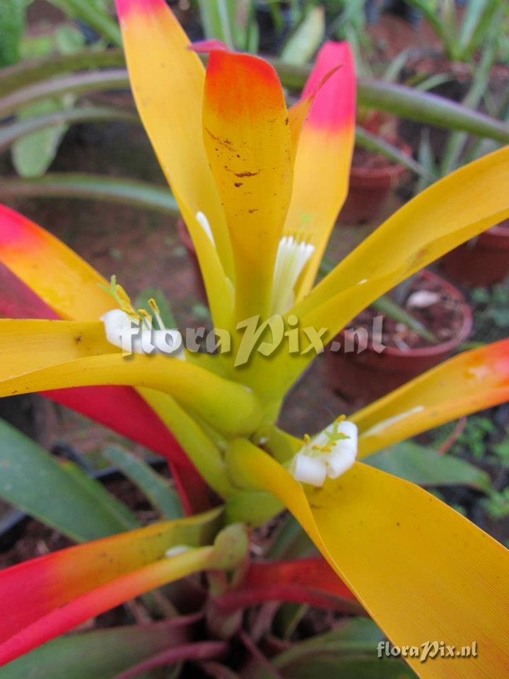 Guzmania longipetala