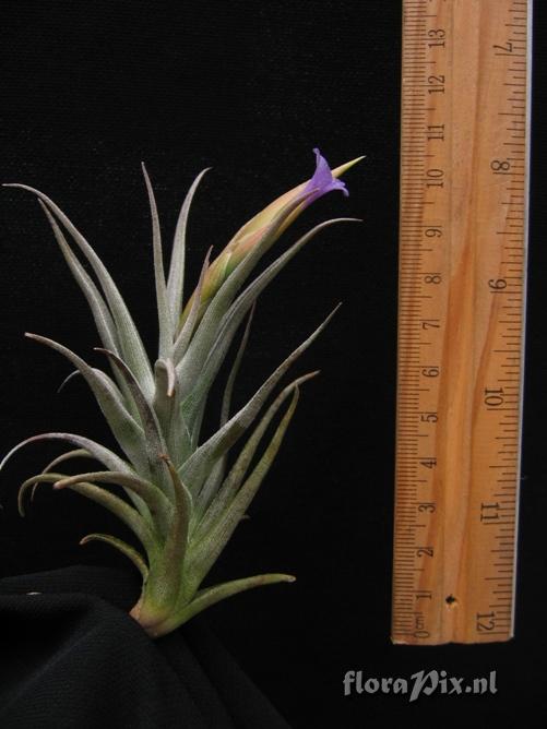 Tillandsia gerdae