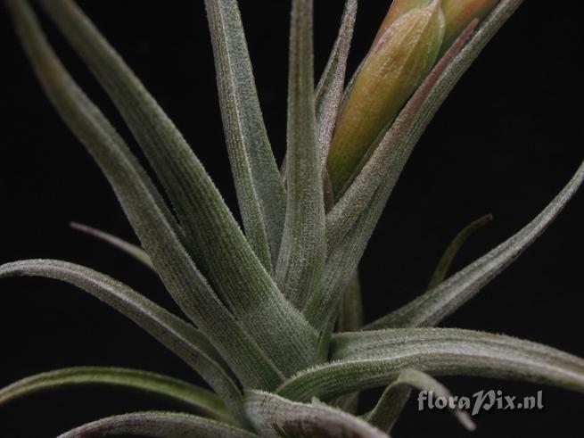 Tillandsia gerdae