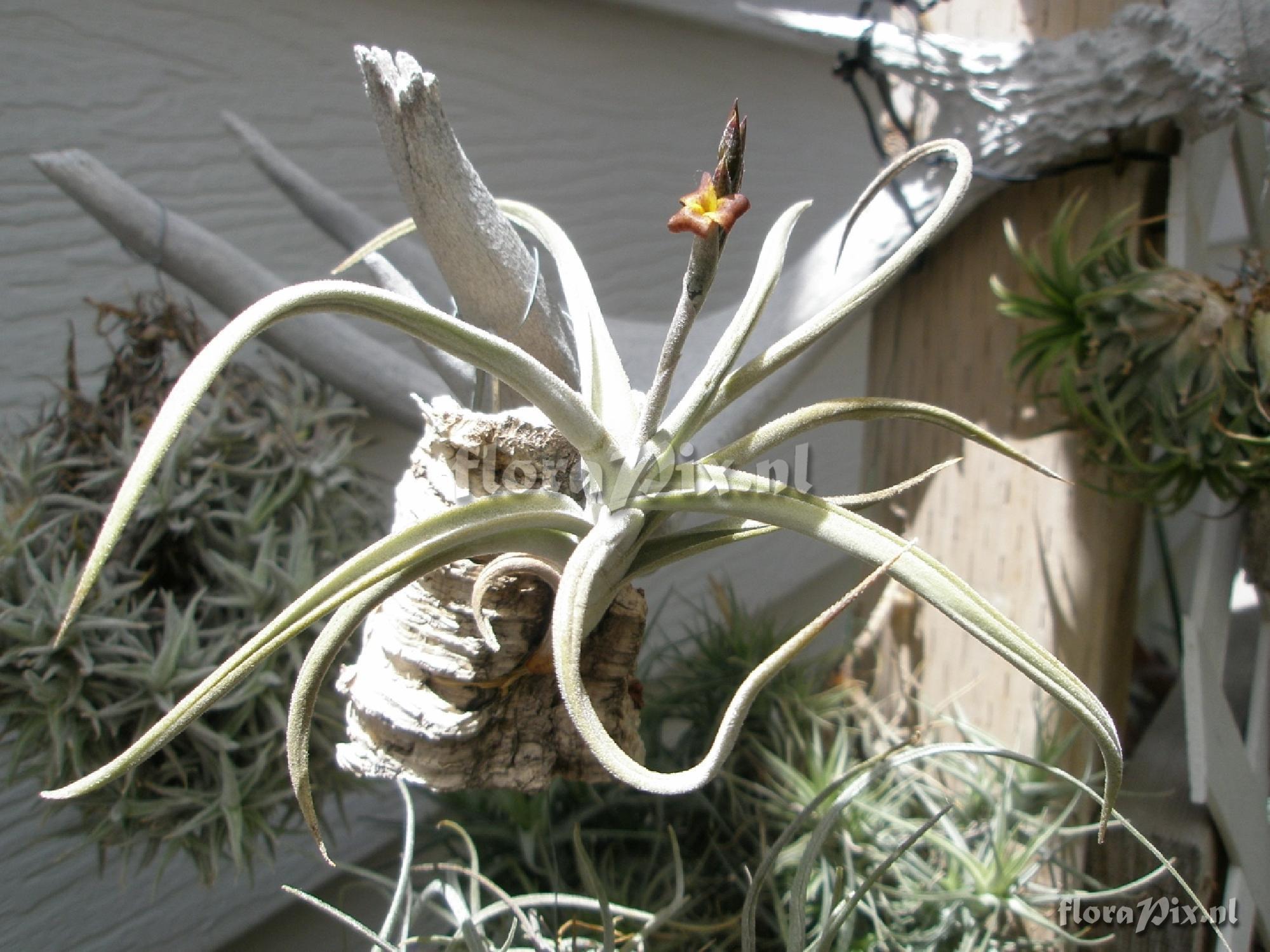 Tillandsia porongoensis