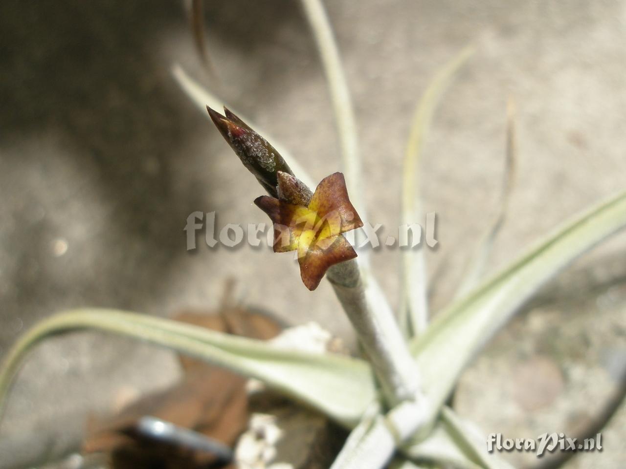 Tillandsia porongoensis