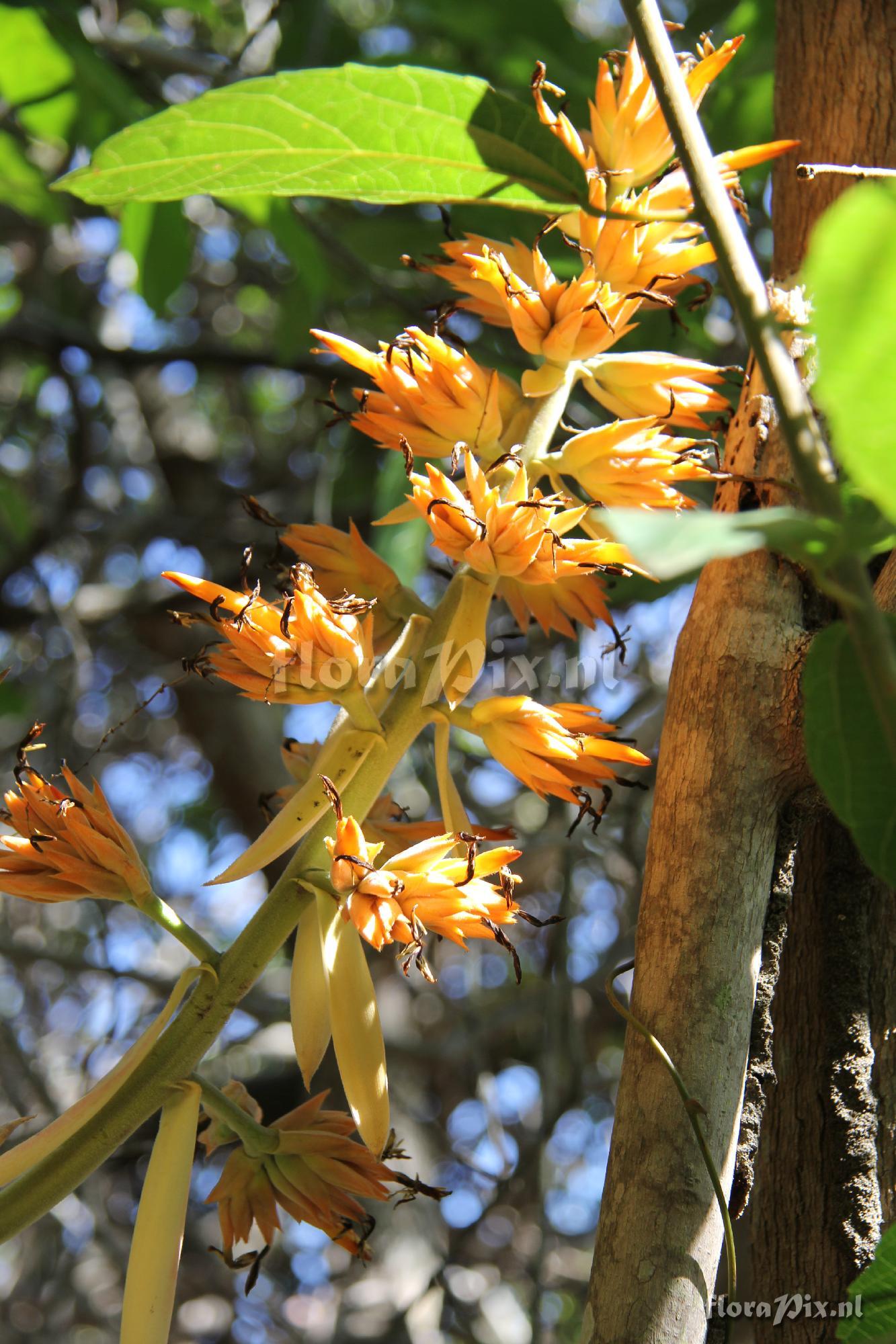 Aechmea aquilega