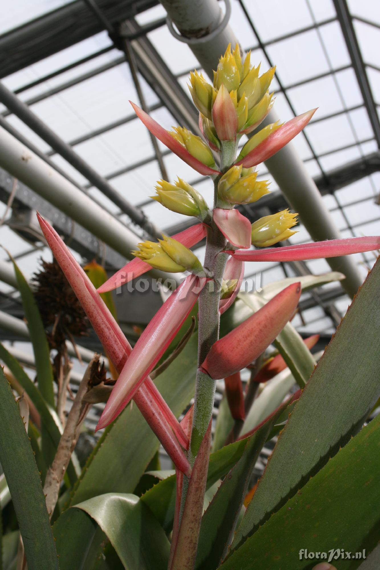 Aechmea aquilega