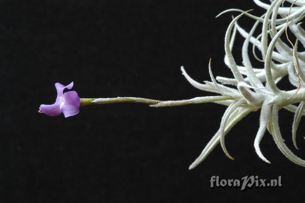 Tillandsia paleacea