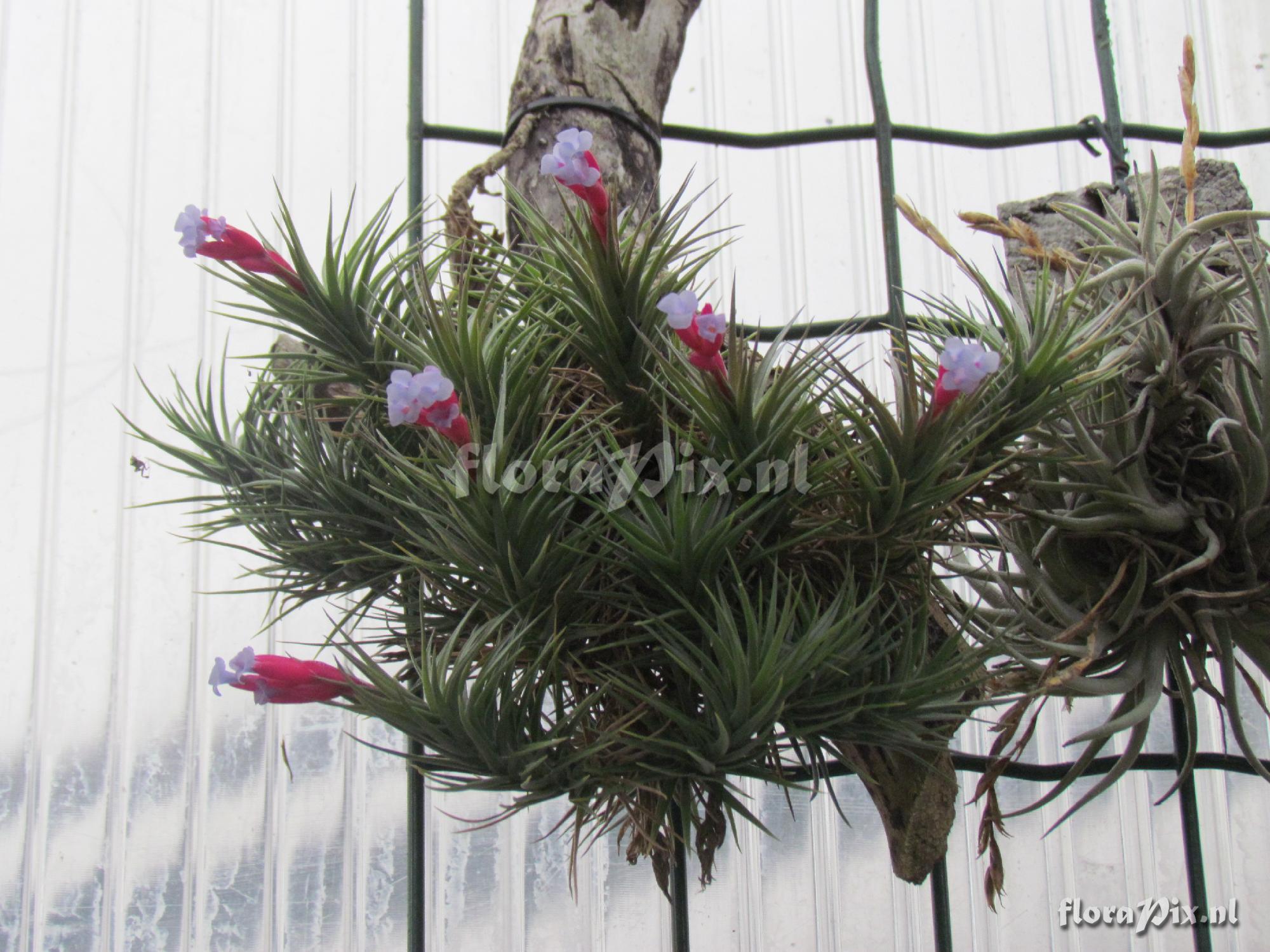 Tillandsia tenuifolia