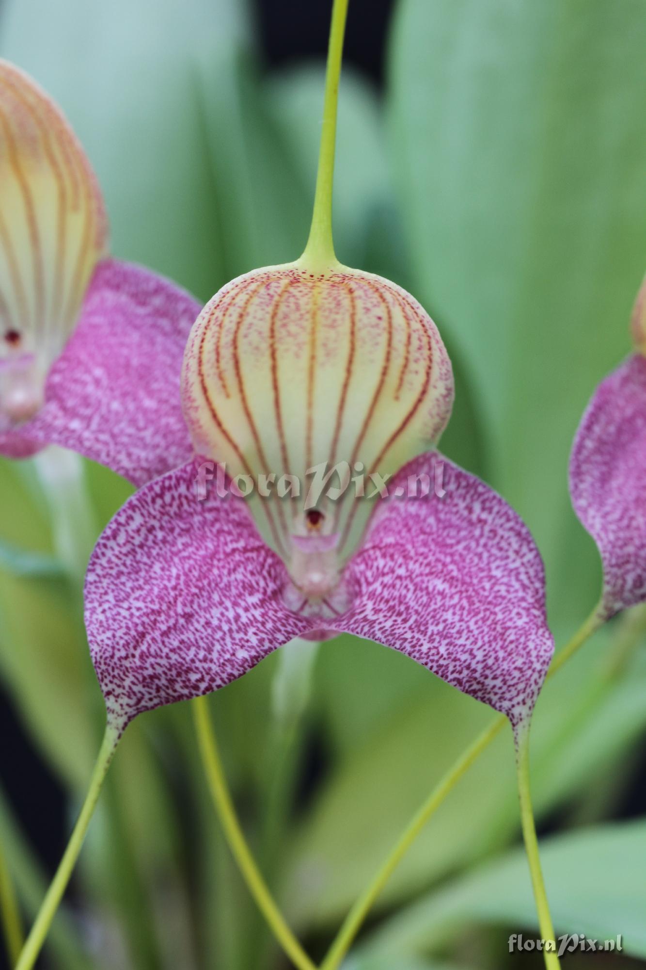 Masdevallia caudata