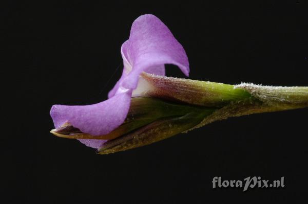 Tillandsia paleacea