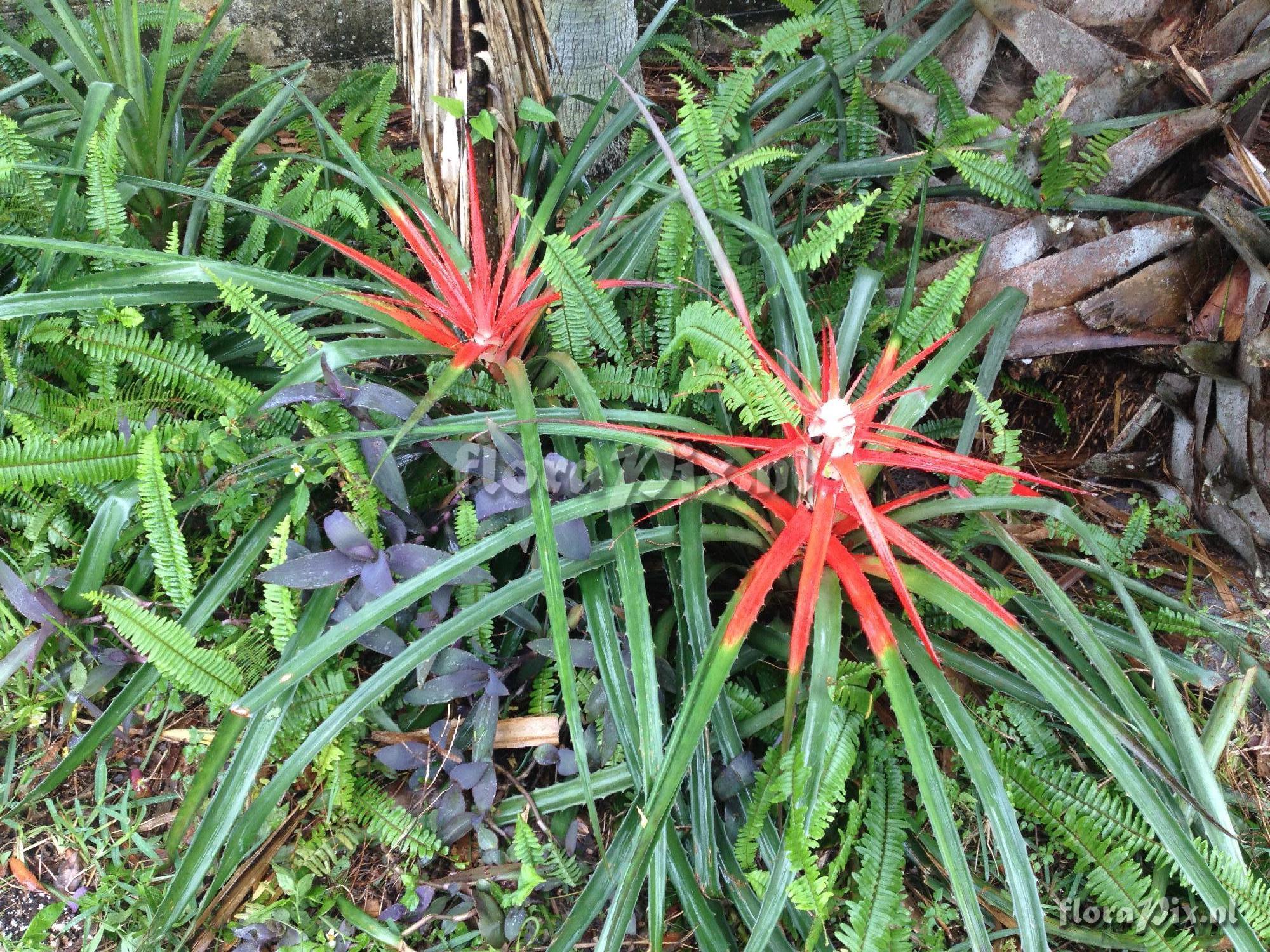 Bromelia balansae