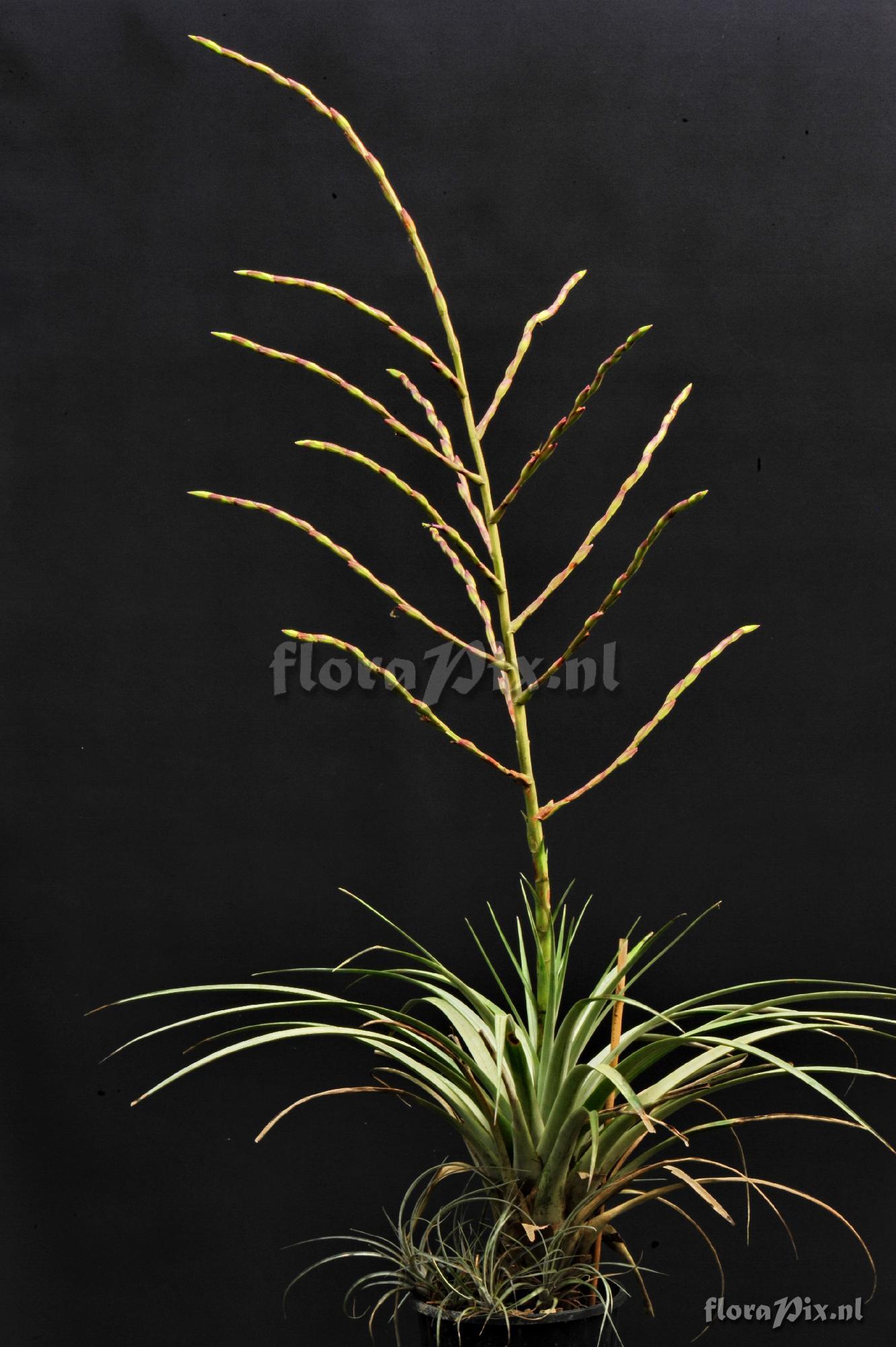 Tillandsia extensa