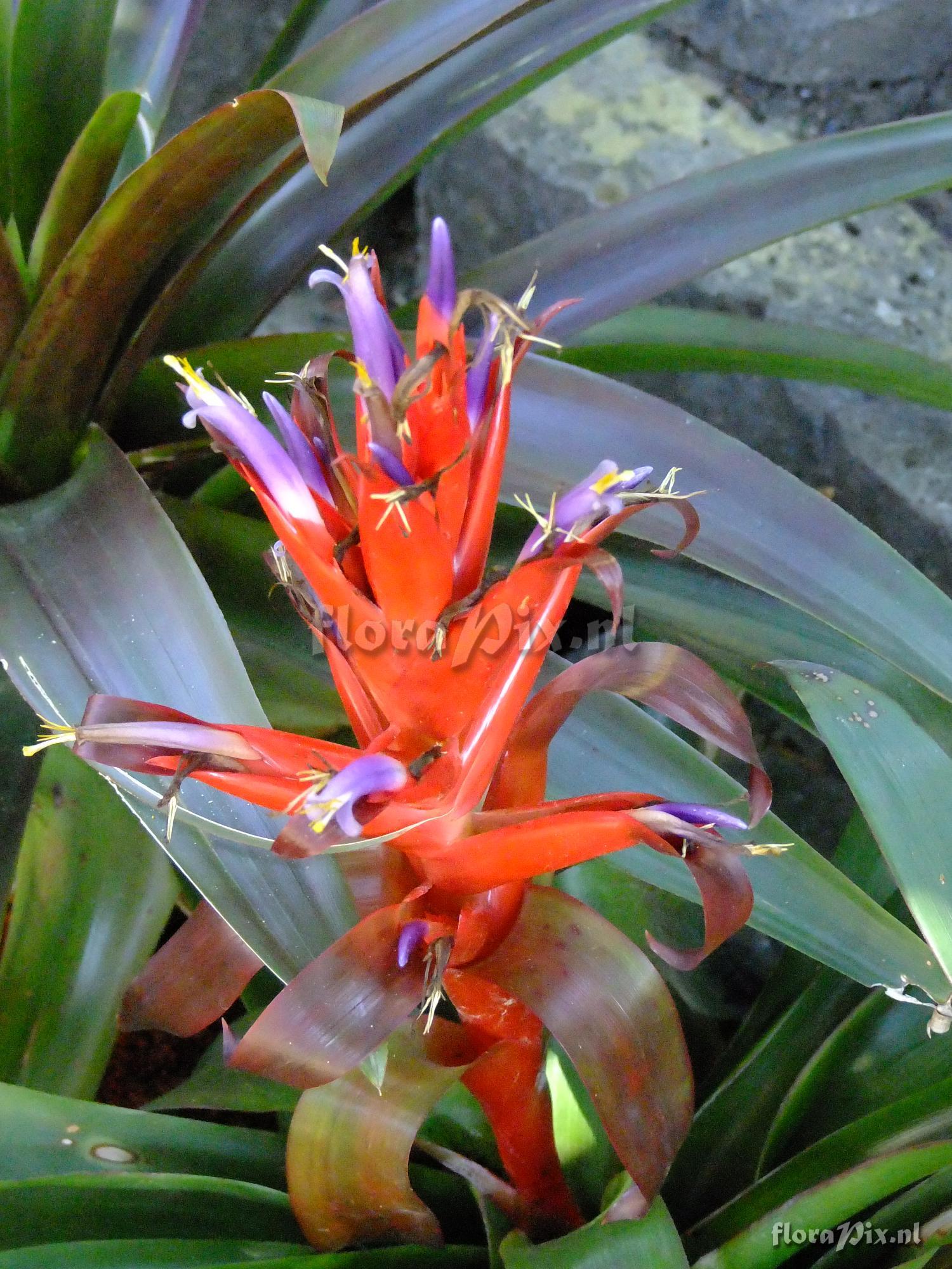 Tillandsia yunckeri