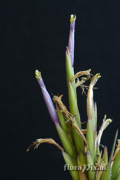 Tillandsia polystachia