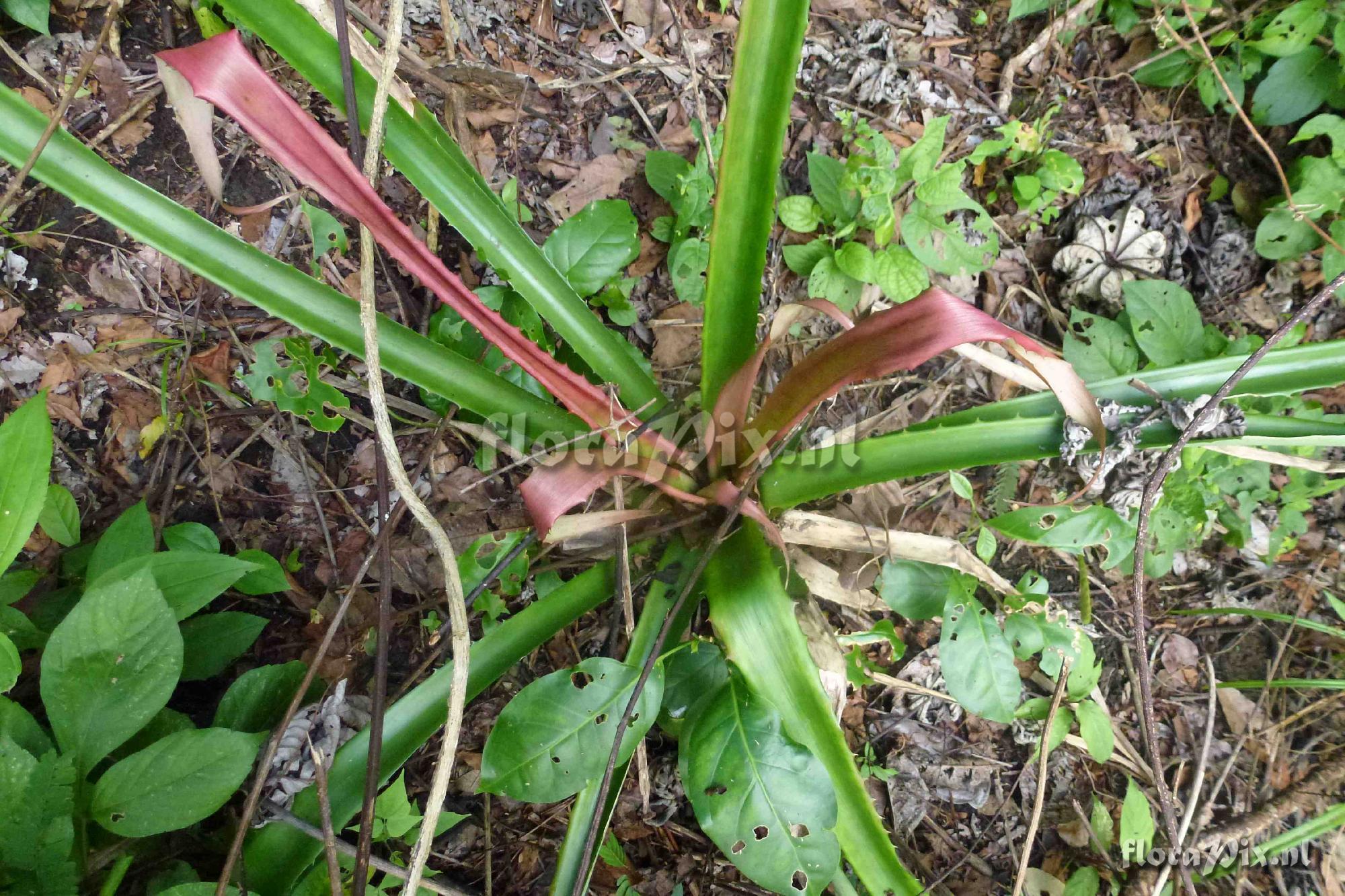 Bromelia karatas