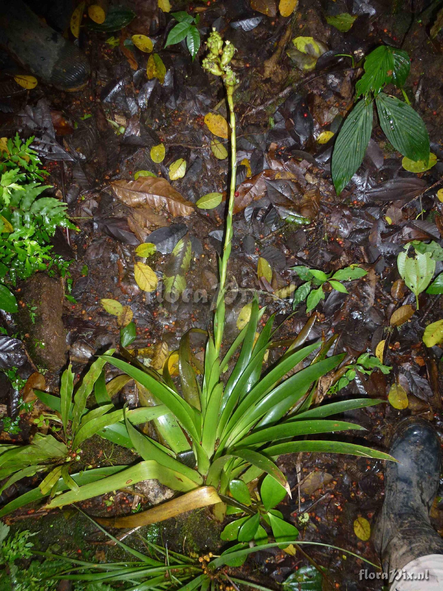 Guzmania sp?