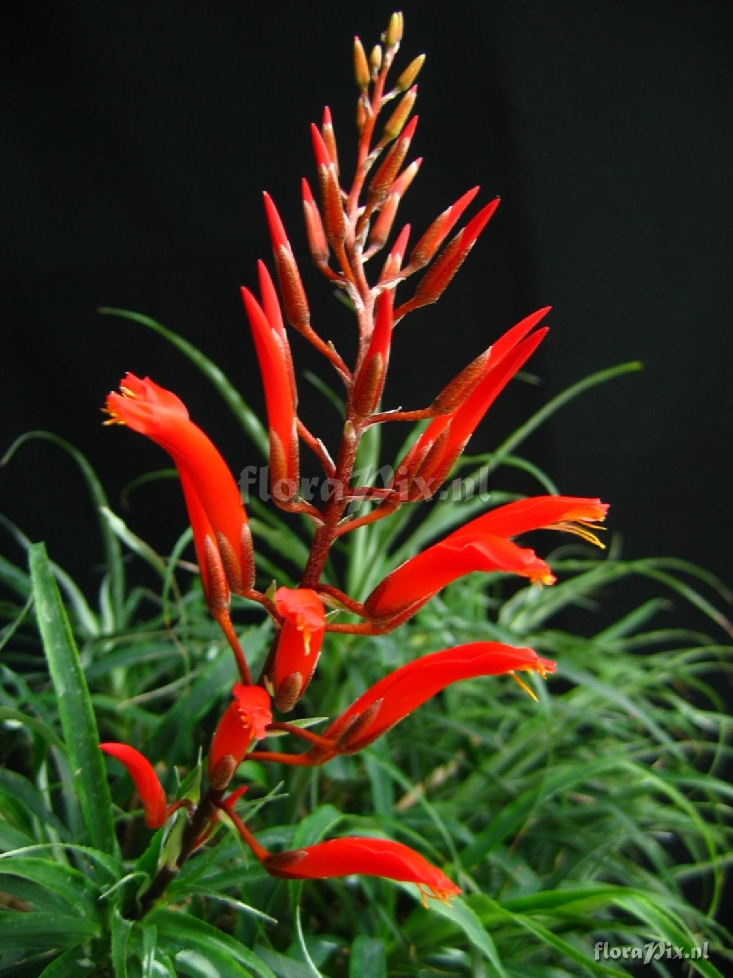 Pitcairnia punicea