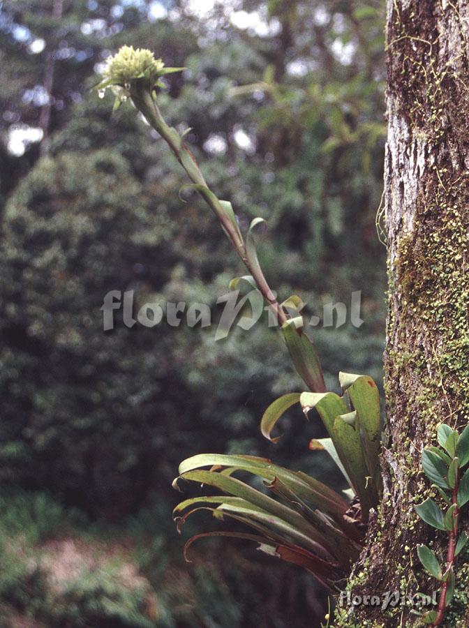 Guzmania acuminata