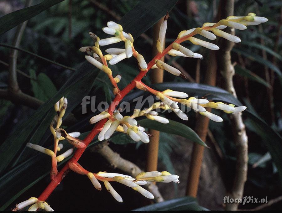 Guzmania aff. testudinis var. splendida