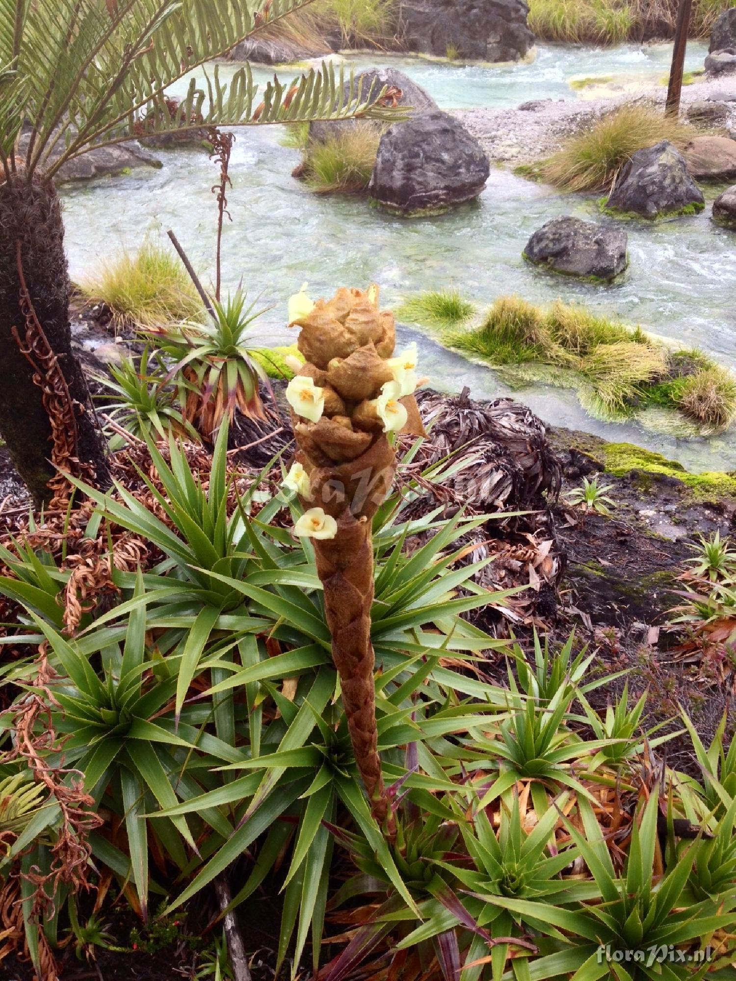 Puya cuatrecasasii