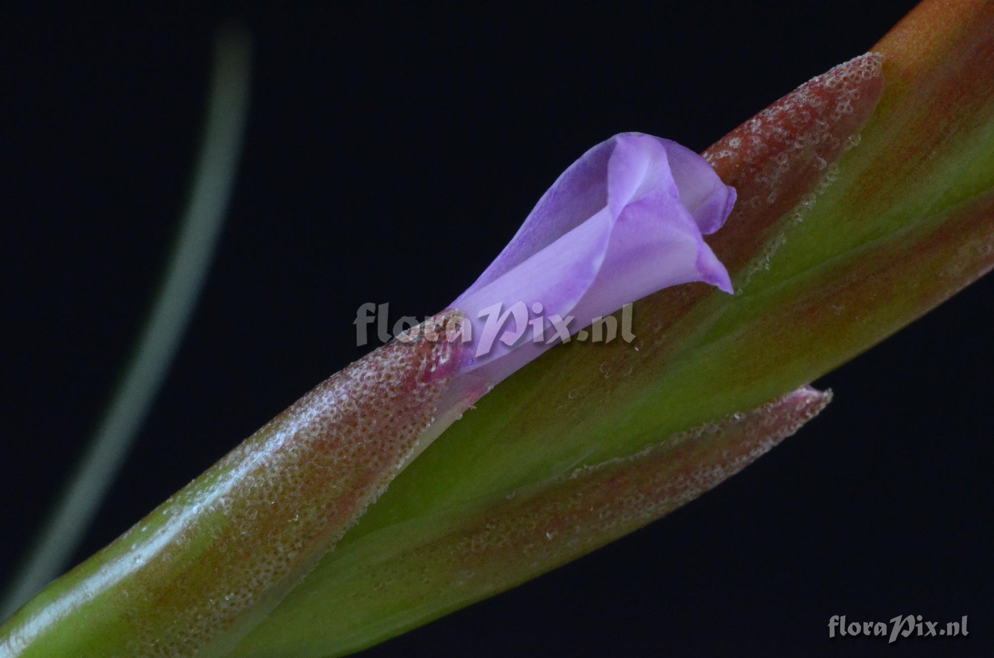 Tillandsia dura