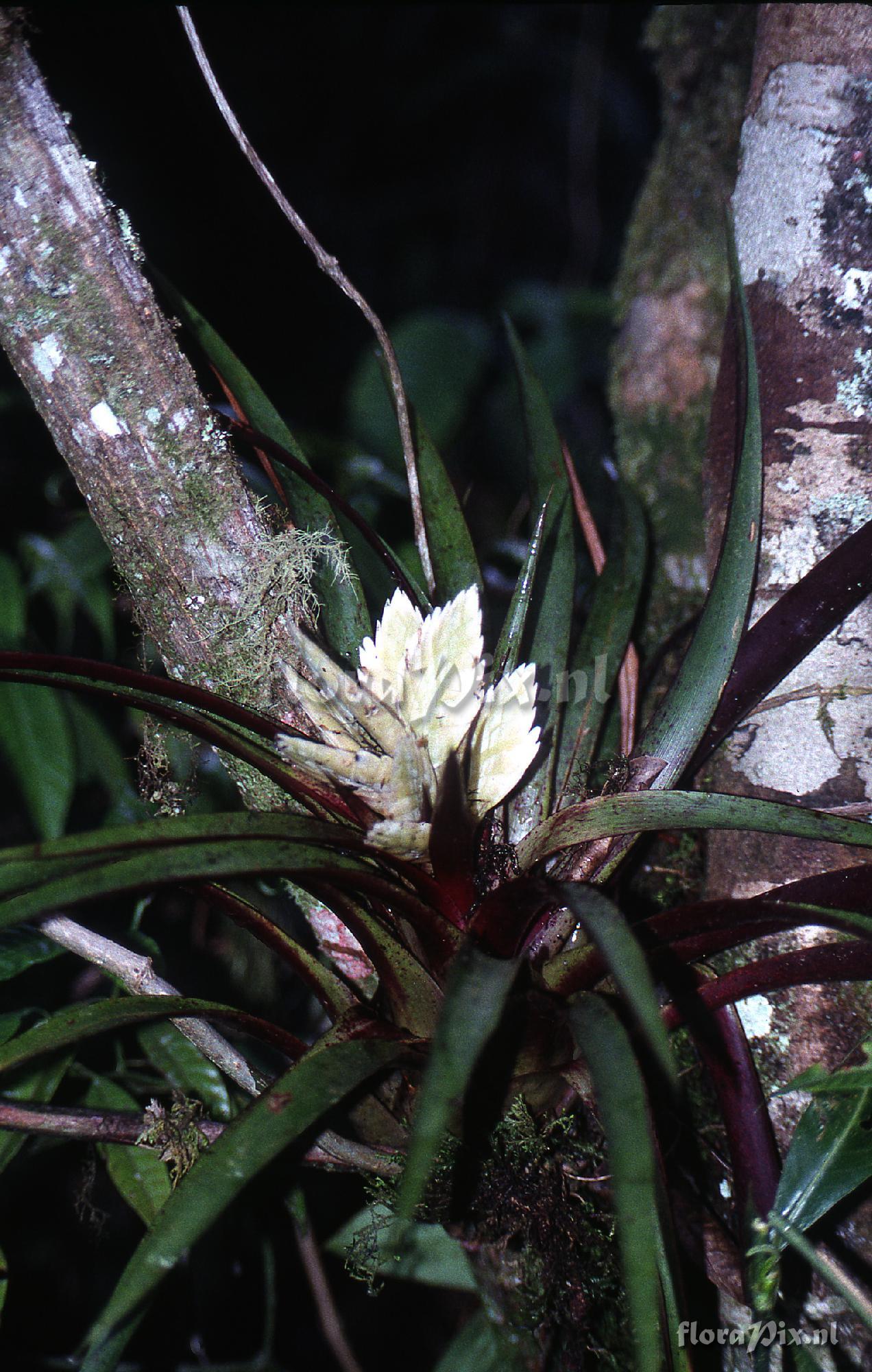 Tillandsia raackii