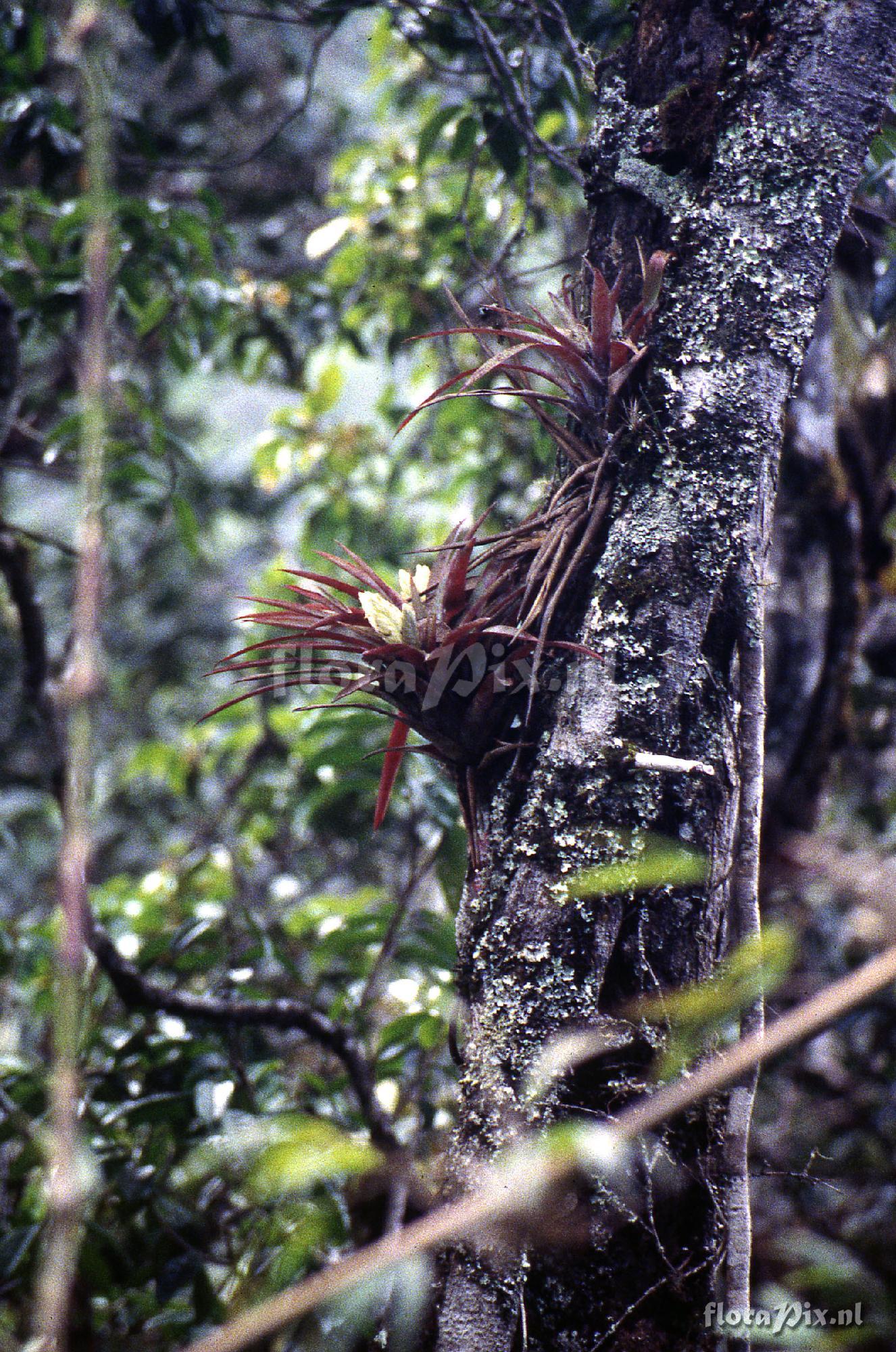 Tillandsia raackii