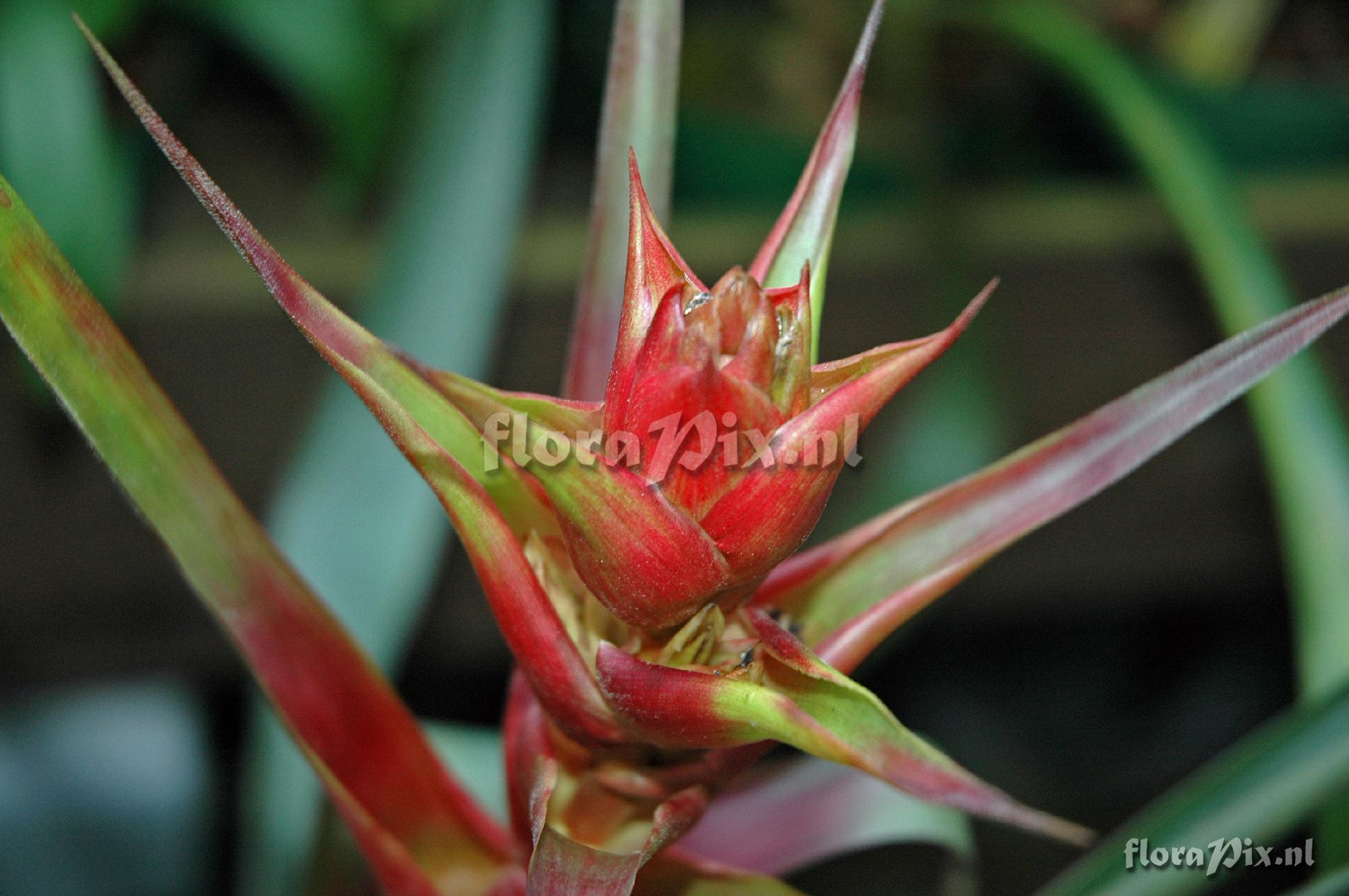 Guzmania arenaria