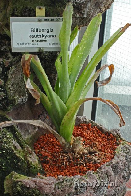 Billbergia kautskyana