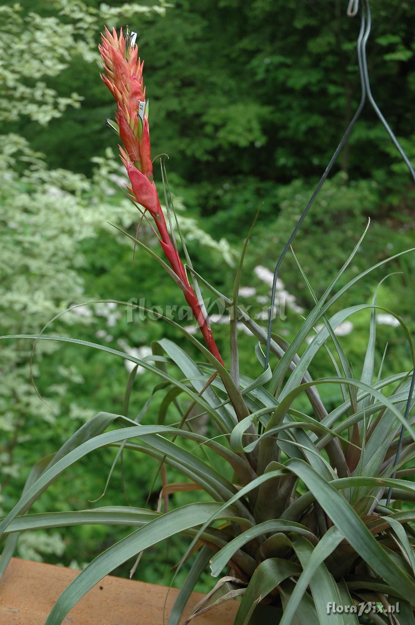 Vriesea cylindrica