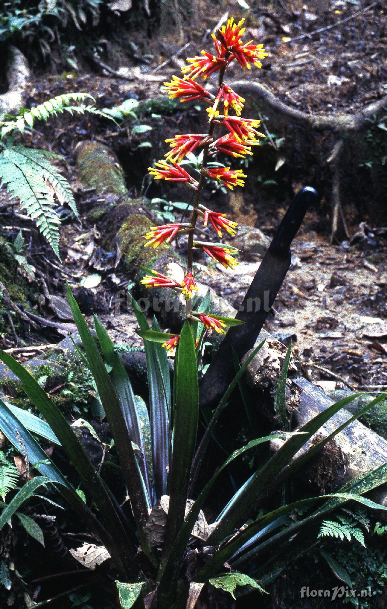 Guzmania amplectens