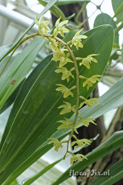 Dendrochilum pangasinanense