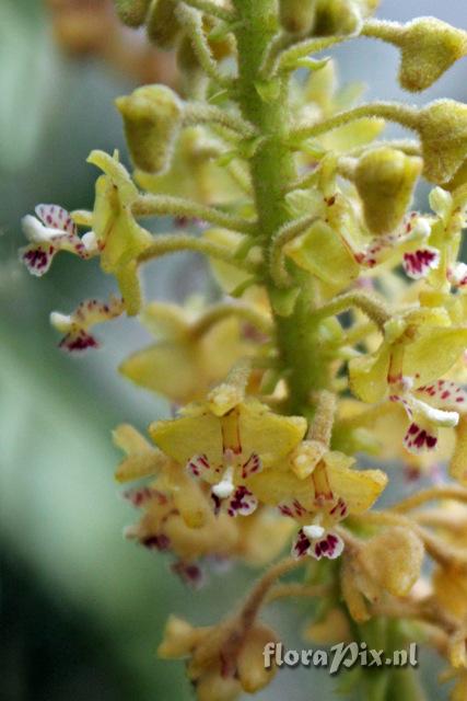 Trichotosia latifolia