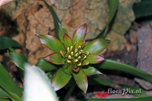 Guzmania lingulata