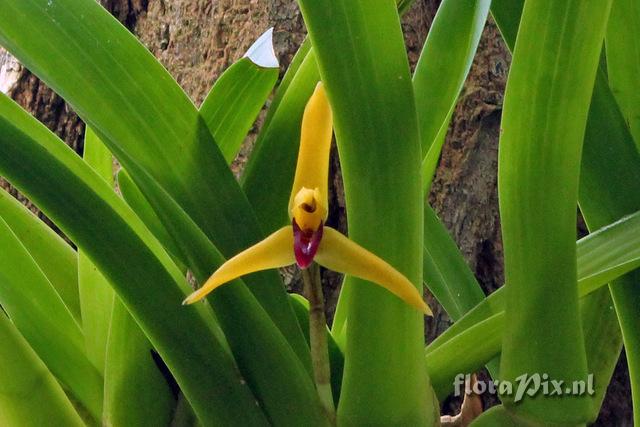 Maxillaria nasuta