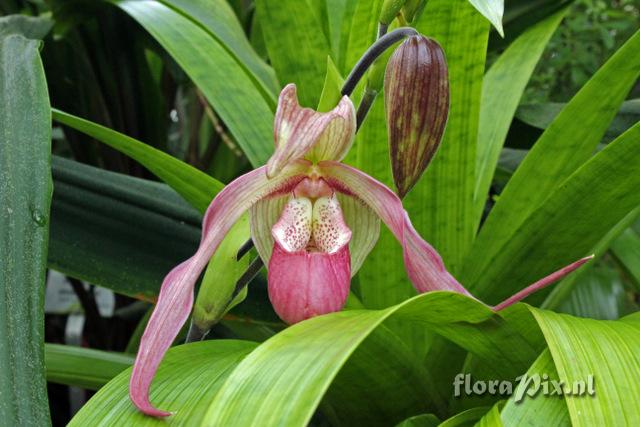 Phragmipedium longifolium