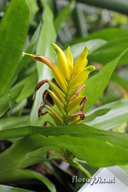 Vriesea pallidiflora