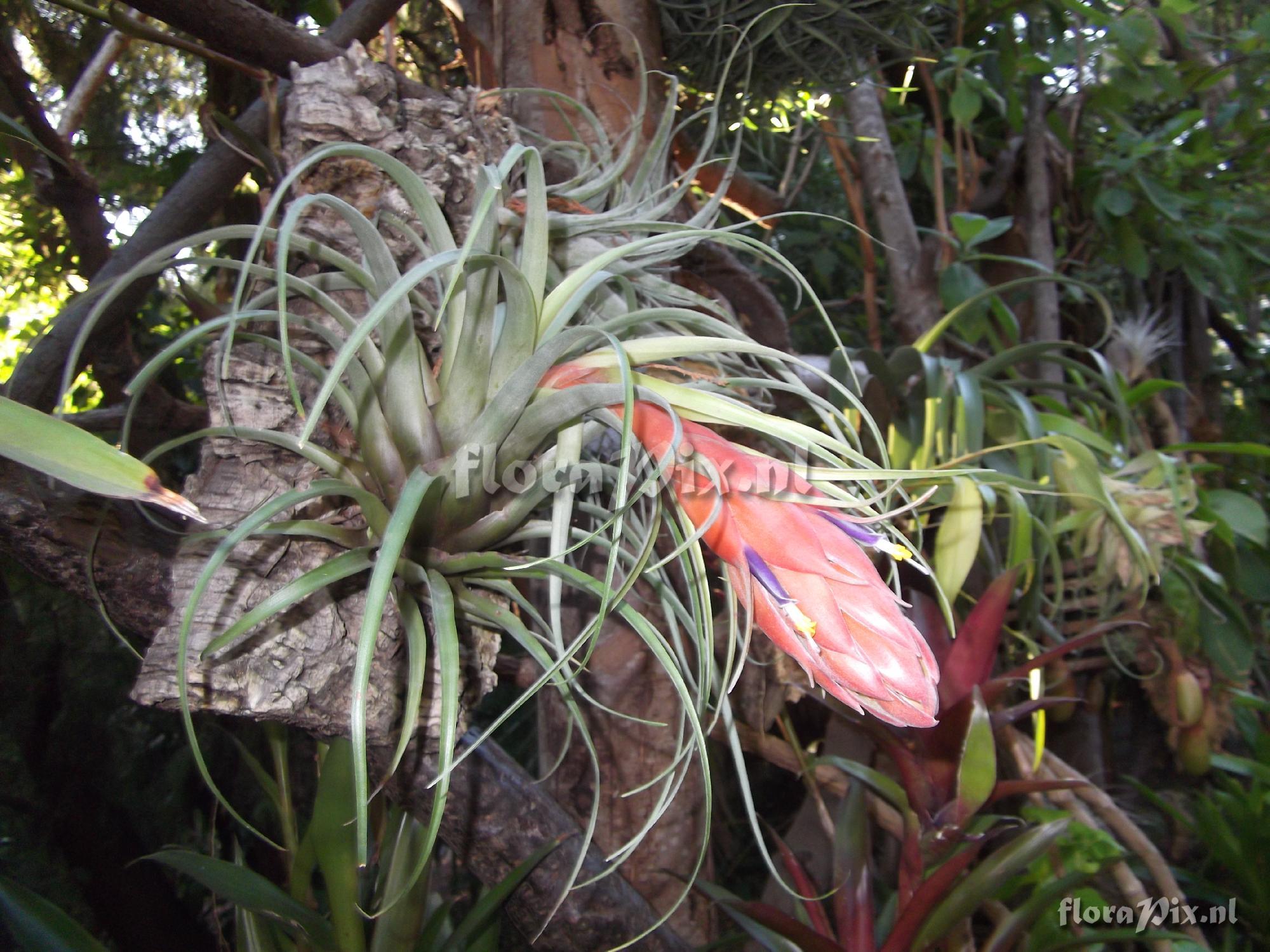 Tillandsia oaxacana