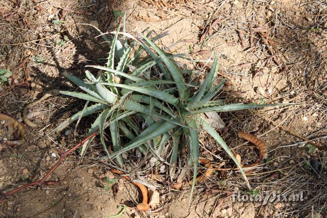 Puya venusta