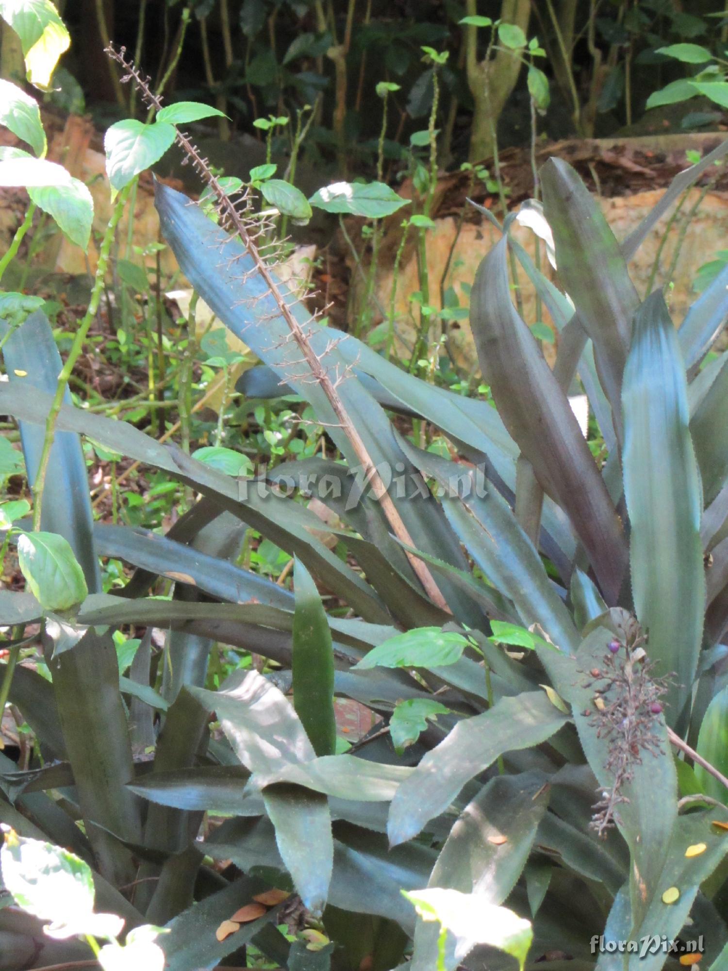 Aechmea mexicana