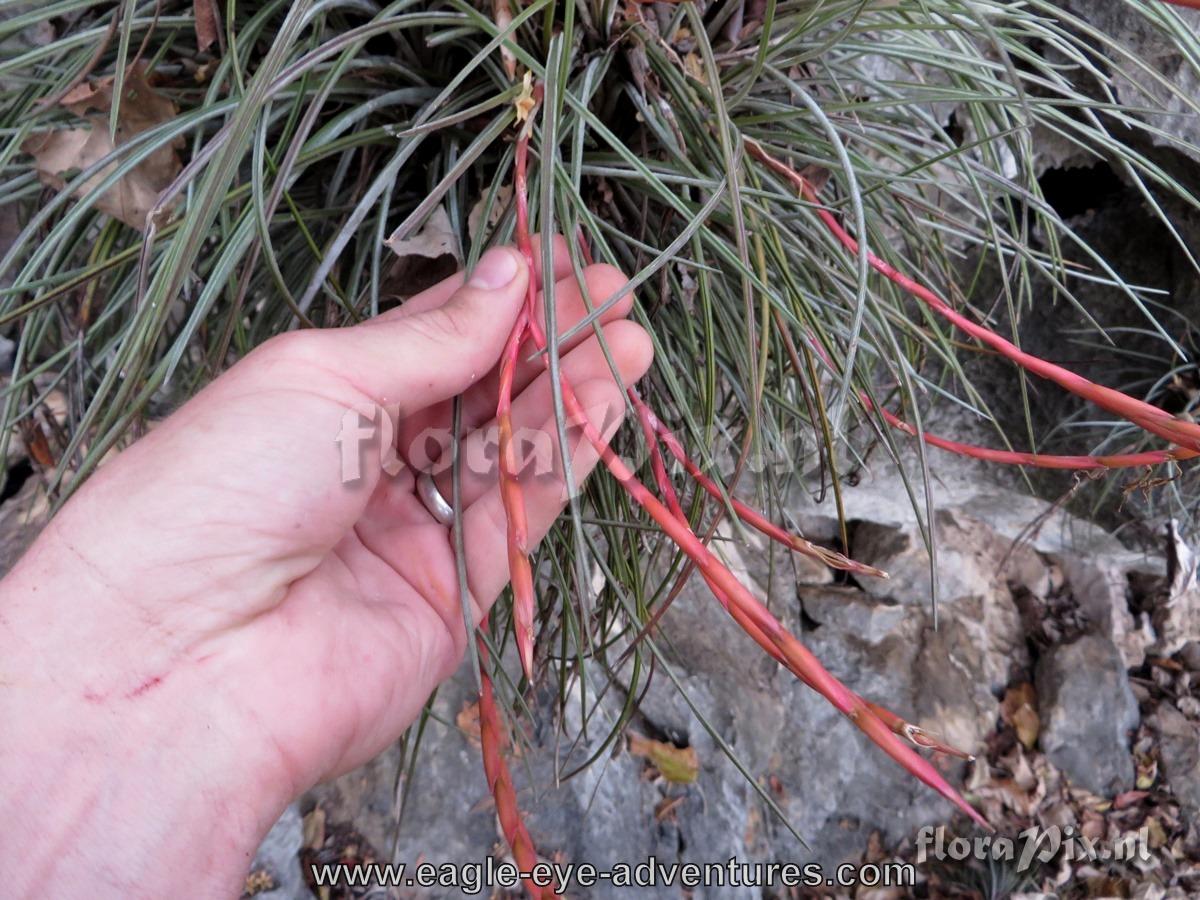 Tillandsia species