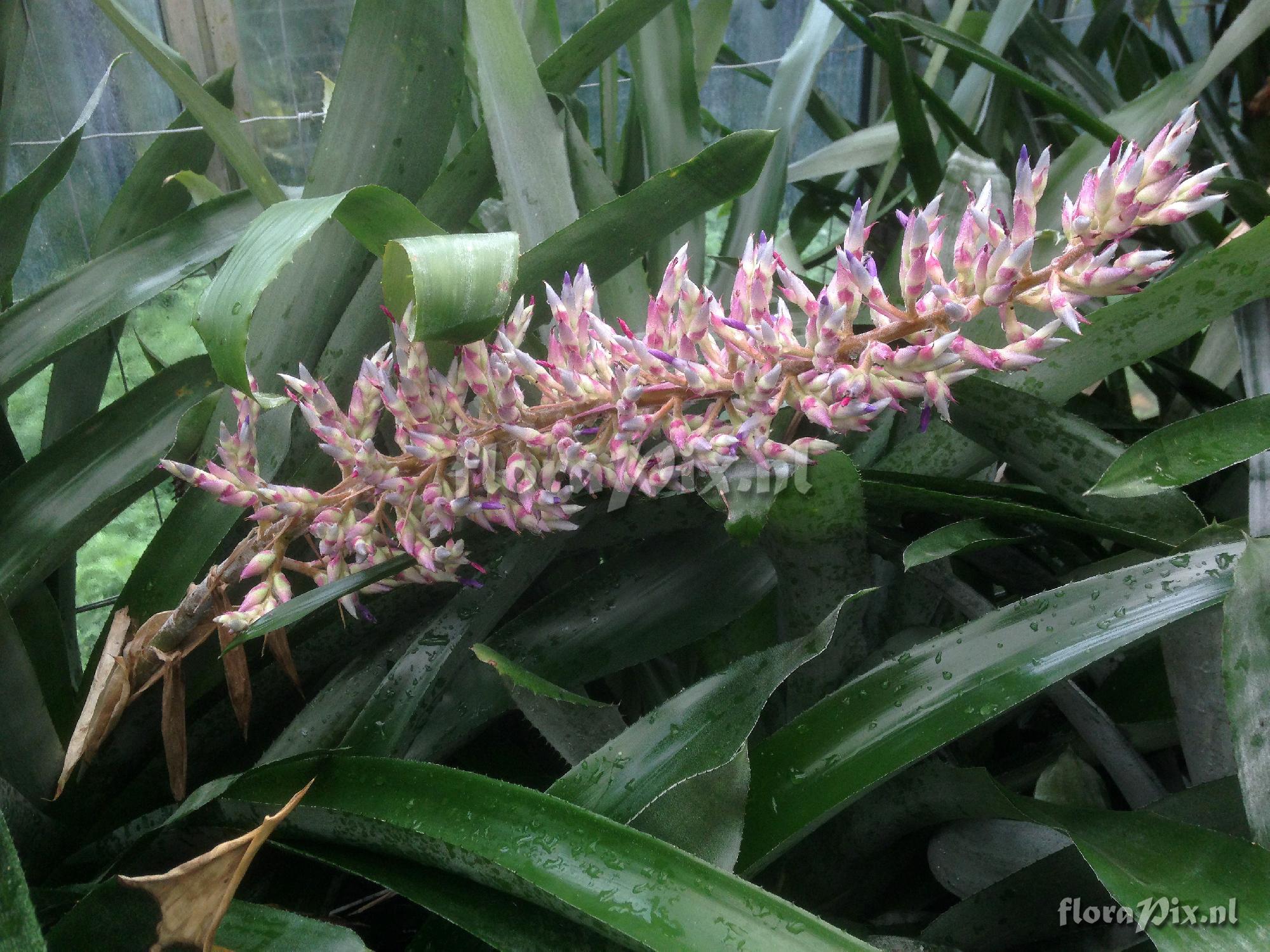 Aechmea cf. dichlamydea