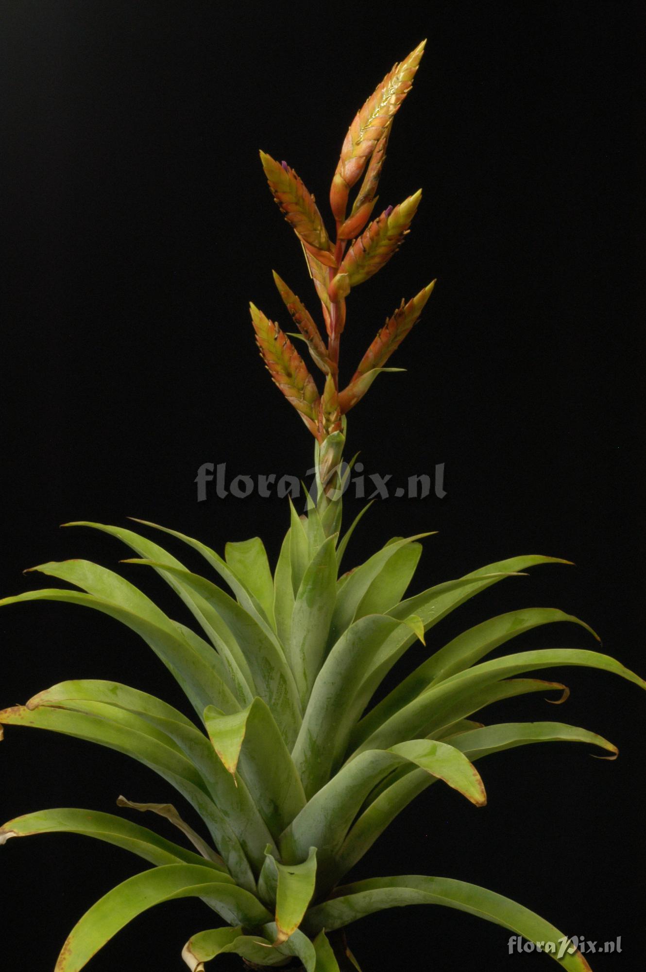 Tillandsia purpurescens