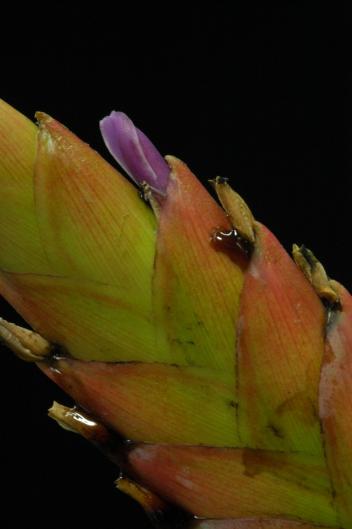 Tillandsia purpurescens