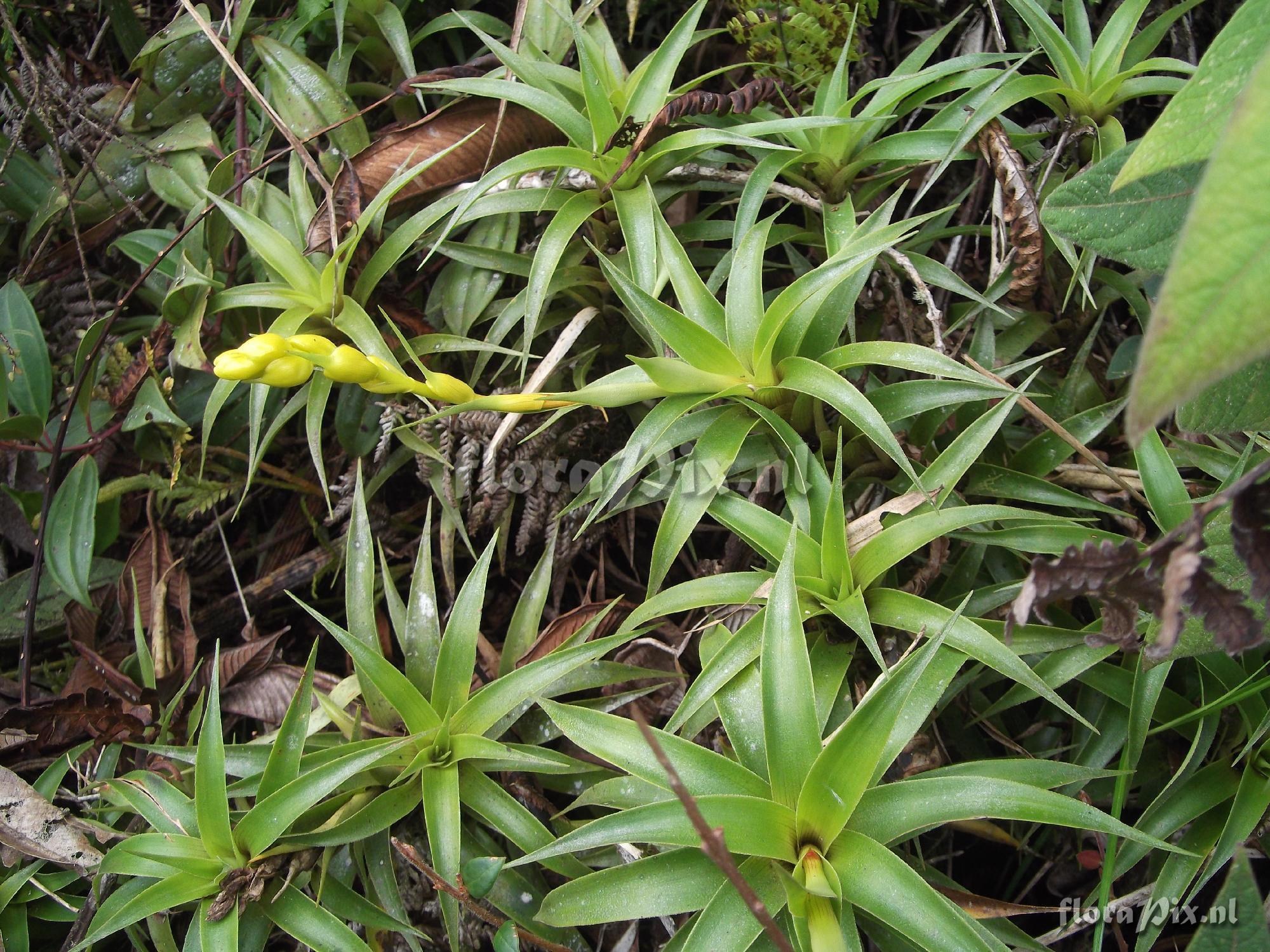 Guzmania bicolor