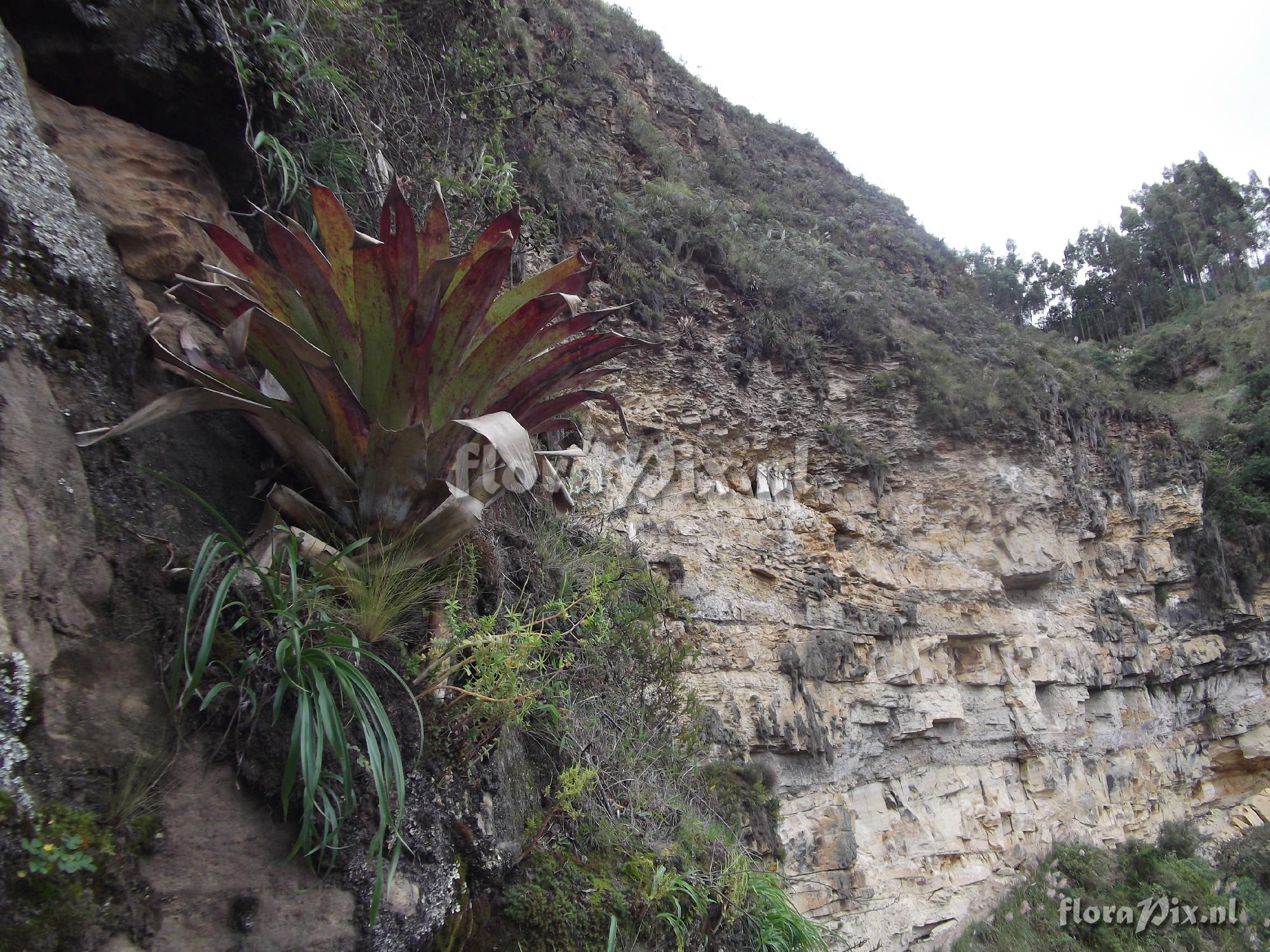 Tillandsia cf. macrodactylon