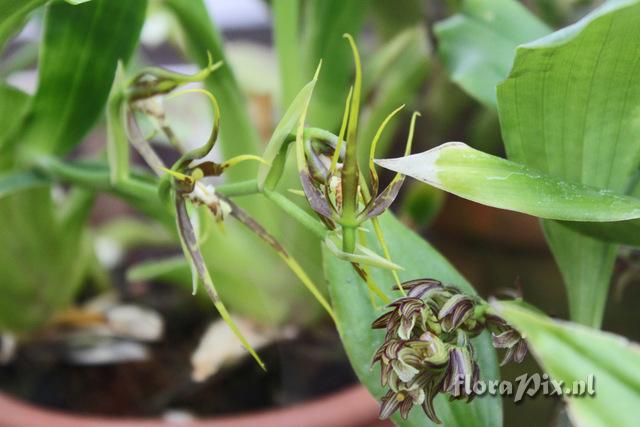 Brassia glumacea