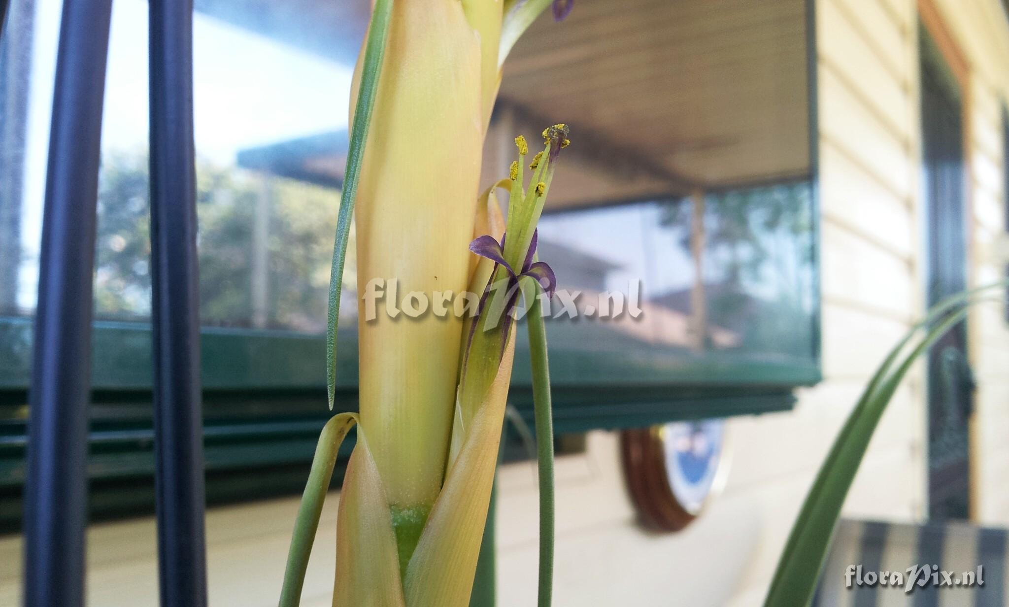 Tillandsia porphyrocraspeda??