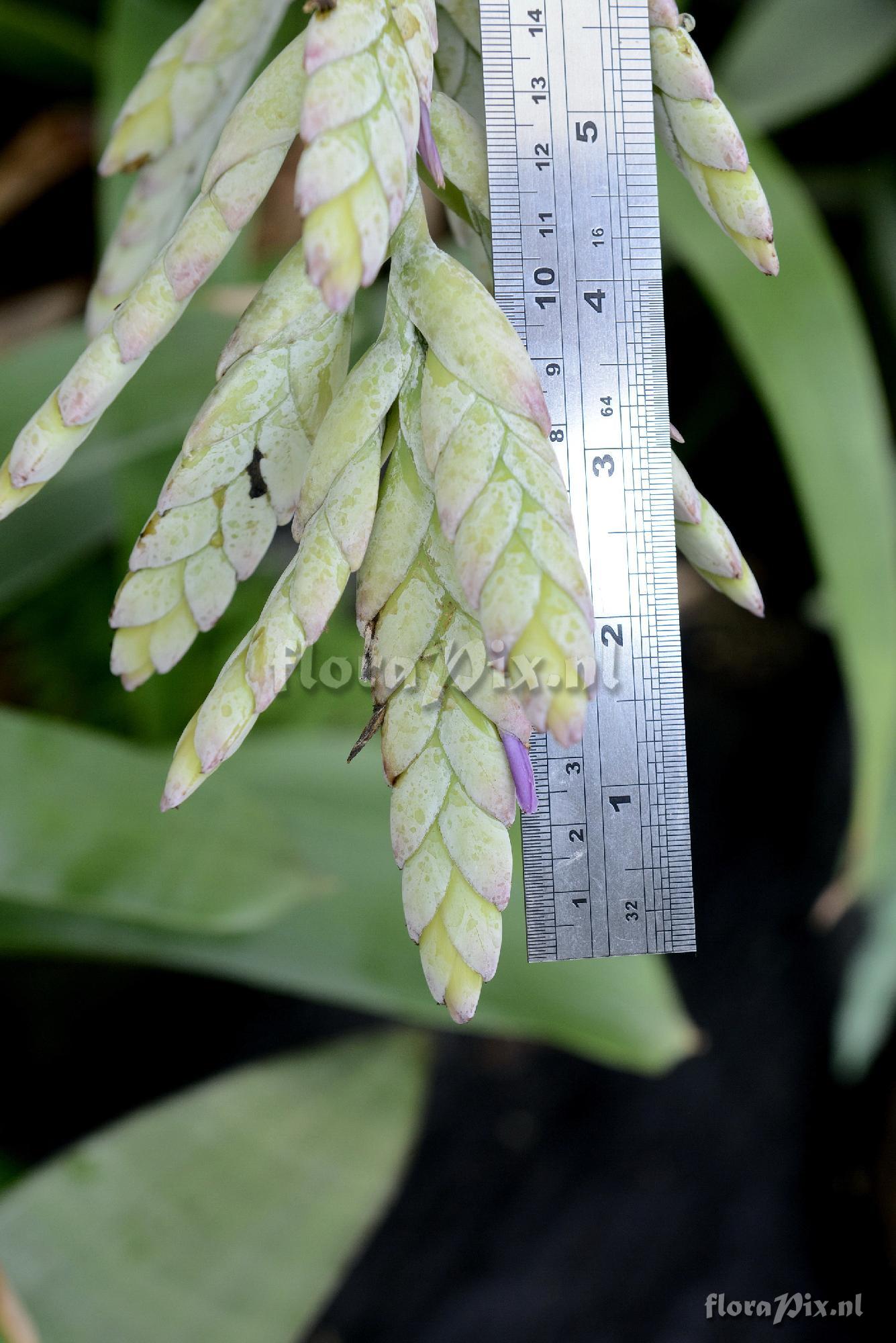 Tillandsia lymanii