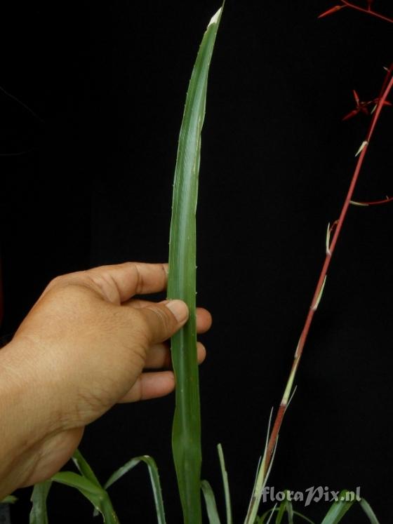 Pitcairnia cf. bromeliifolia