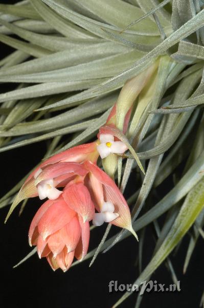 Tillandsia recurvifolia