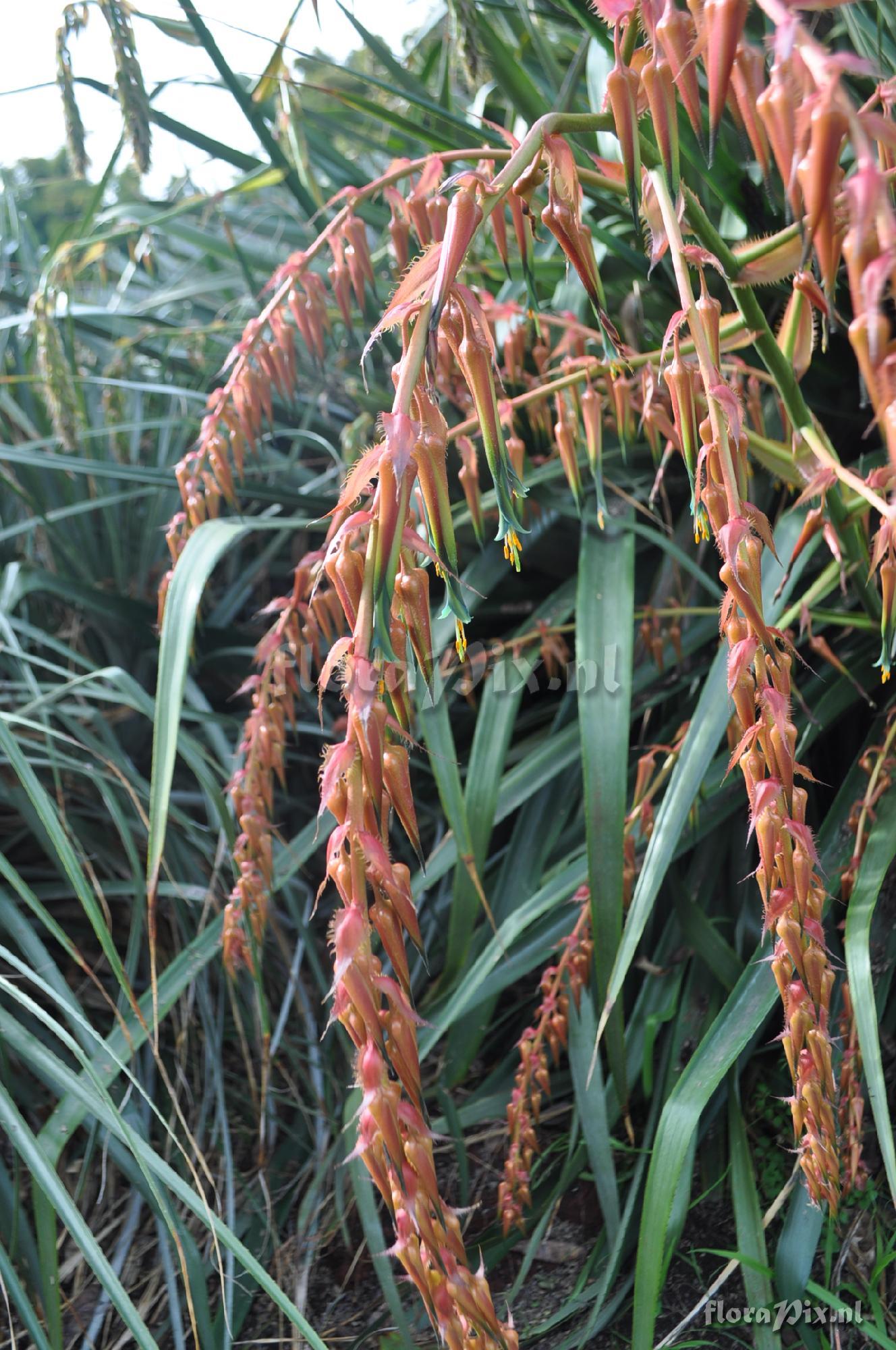 Puya ultima